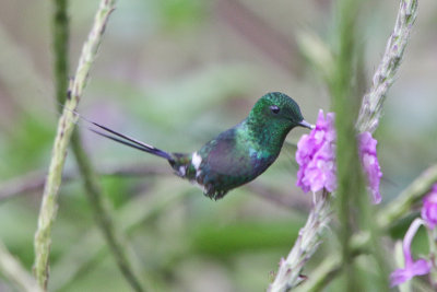 Green Thorntail 