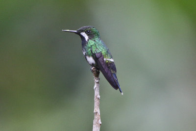 Green Thorntail 