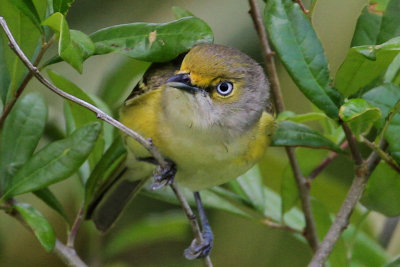 White-eyed Vireo