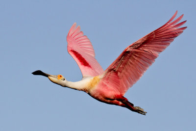 Roseate Spoonbill 