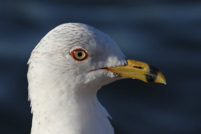 Ring-billed Gull