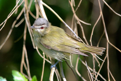 Red-eyed Vireo