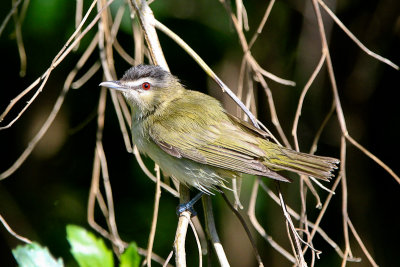 Red-eyed Vireo 