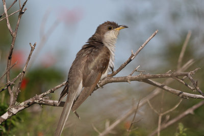 Yellow-billed Cuckoo 