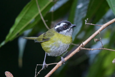 Sooty-capped Bush-Tanager