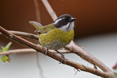 Sooty-capped Bush-Tanager 
