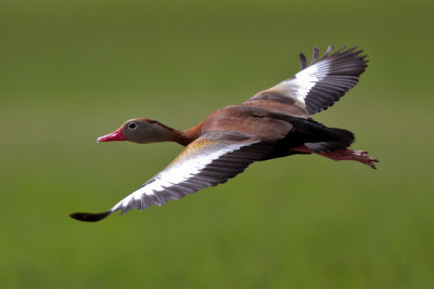 Black-bellied Whistling-Duck 