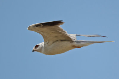 White-tailed Kite 