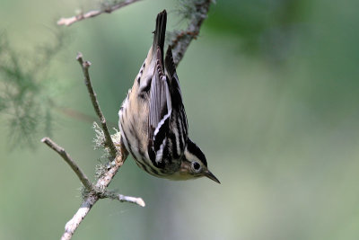 Black-and-White Warbler 