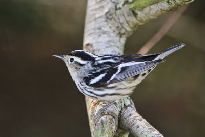 Black-and-White Warbler 