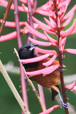 Orchard Oriole 
