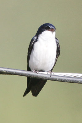 Black-and-white Swallow 