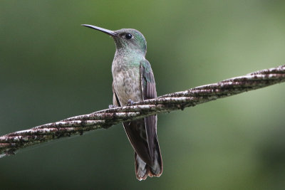 Scaly-breasted Hummingbird 