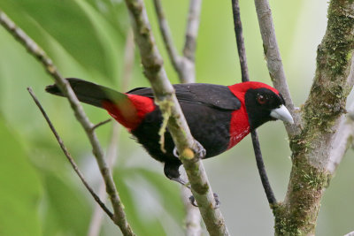 Crimson-collared Tanager 
