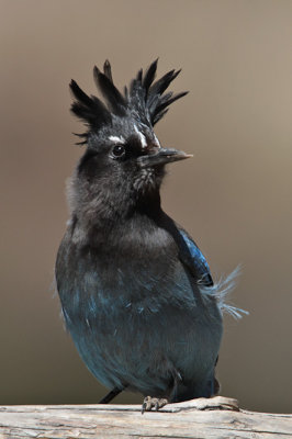 Steller's Jay