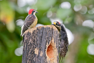 Black-cheeked Woodpecker 