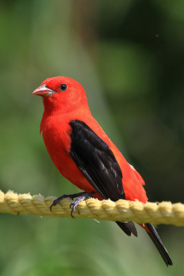 Scarlet Tanager 