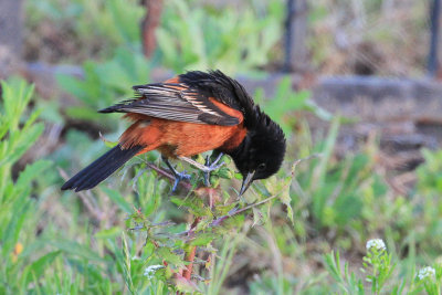 Orchard Oriole