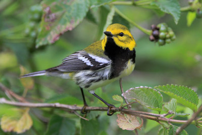 Black-throated Green Warbler 