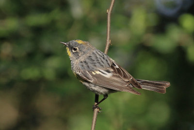 Audubon's Warbler 