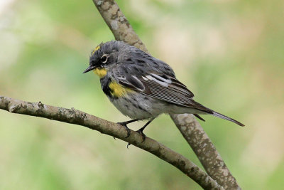 Audubon's Warbler 