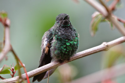 Black-bellied Hummingbird
