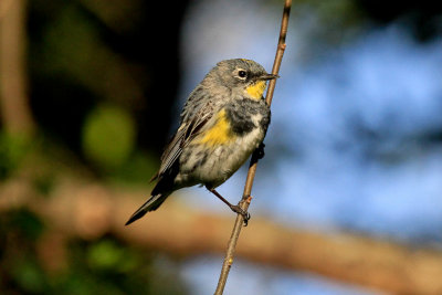 Audubon's Warbler