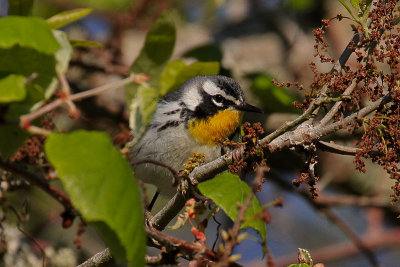 Yellow-throated Warbler 