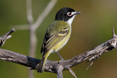 Black-capped Vireo