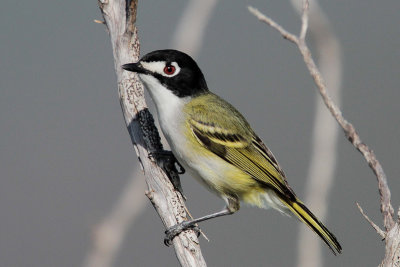 Black-capped Vireo