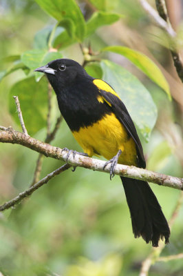 Black-cowled Oriole 