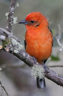 Flame-colored Tanager 