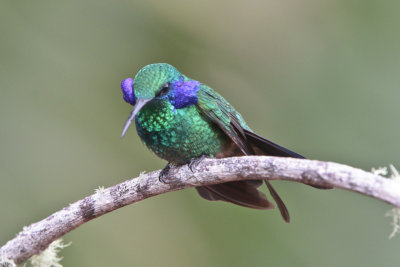 Green Violet-ear 