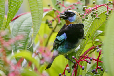 Golden-hooded Tanager 