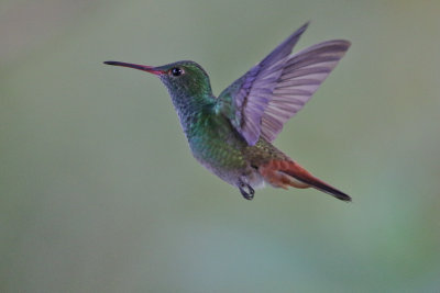 Rufous-tailed Hummingbird