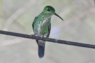 Green-crowned Brilliant 