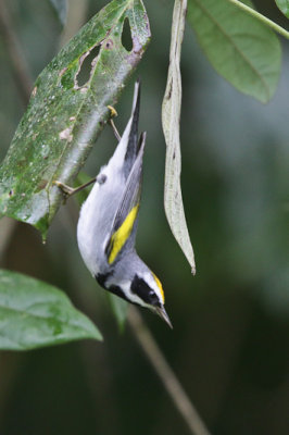 Golden-winged Warbler 
