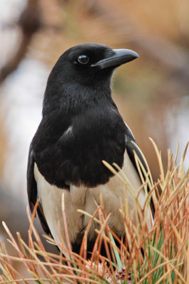 Black-billed Magpie
