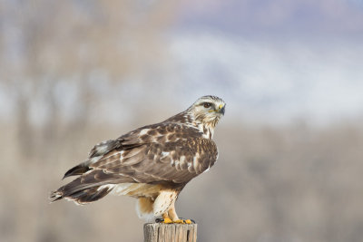 Rough-legged Hawk