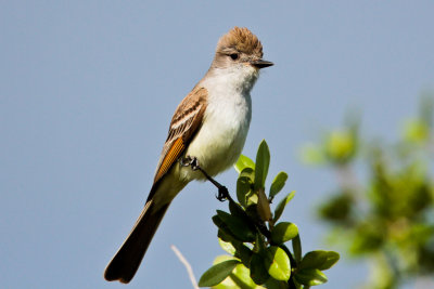 Ash-throated Flycatcher 