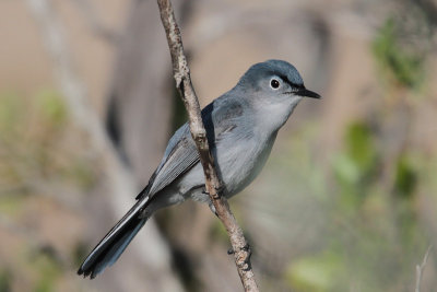 Blue-gray Gnatcatcher 