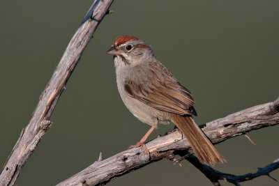 Rufous-crowned Sparrow