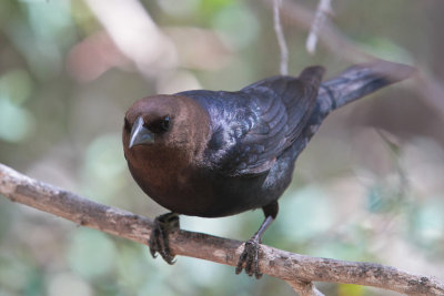 Brown-headed Cowbird 