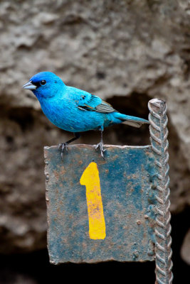 Indigo Bunting