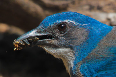 Western Scrub Jay 