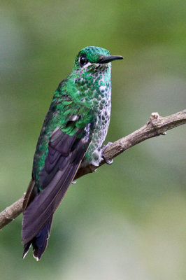 Green-crowned Brilliant 