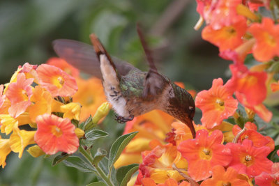 Scintillant Hummingbird 