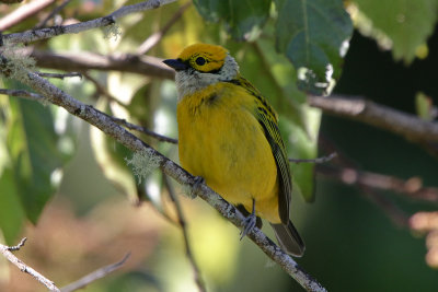 Silver-throated Tanager 