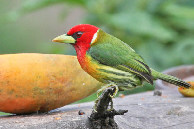 Red-lored Barbet