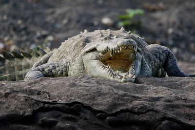 American Crocodile 